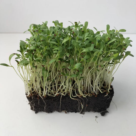 Alfalfa Organic Mcrogreen Seed