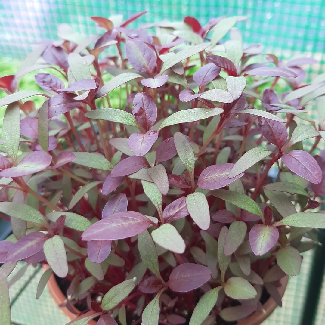 Red Amaranth Organic Microgreen Seed