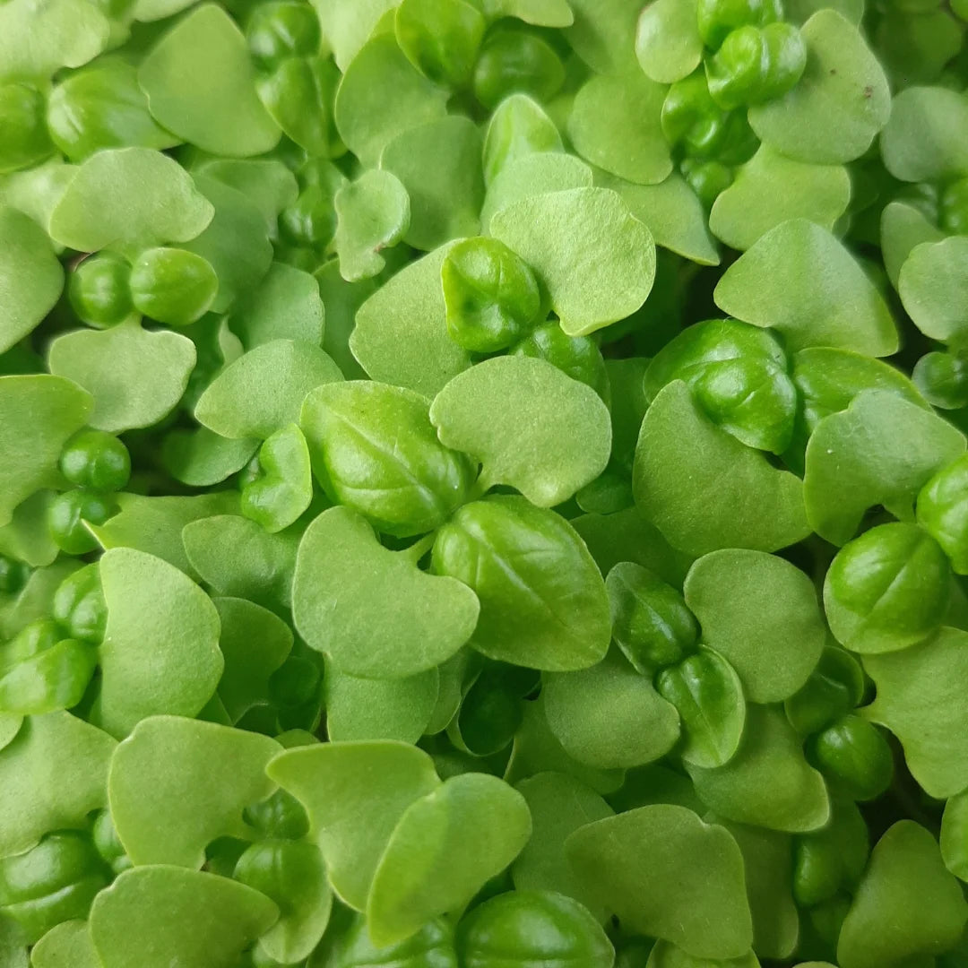 Basil Organic Micgrogreen Seed