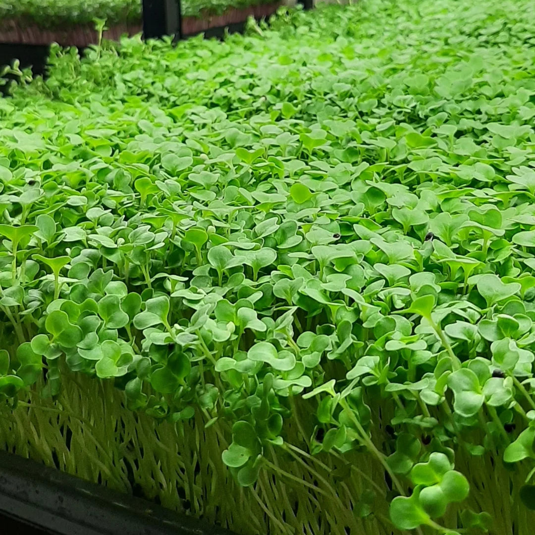 Broccoli Organic Microgreen Seeds