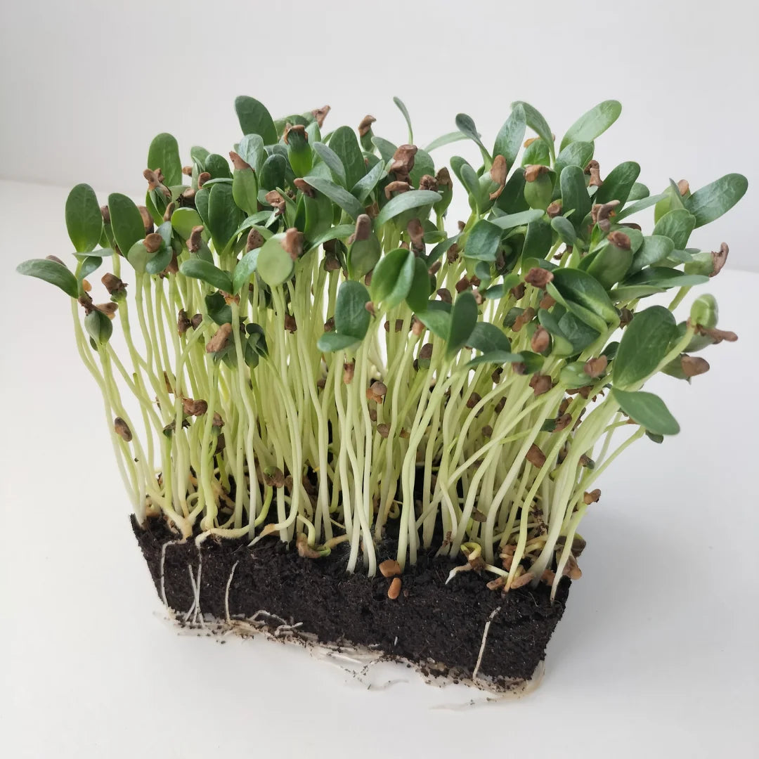 Fenugreek Organic Microgreen Seed