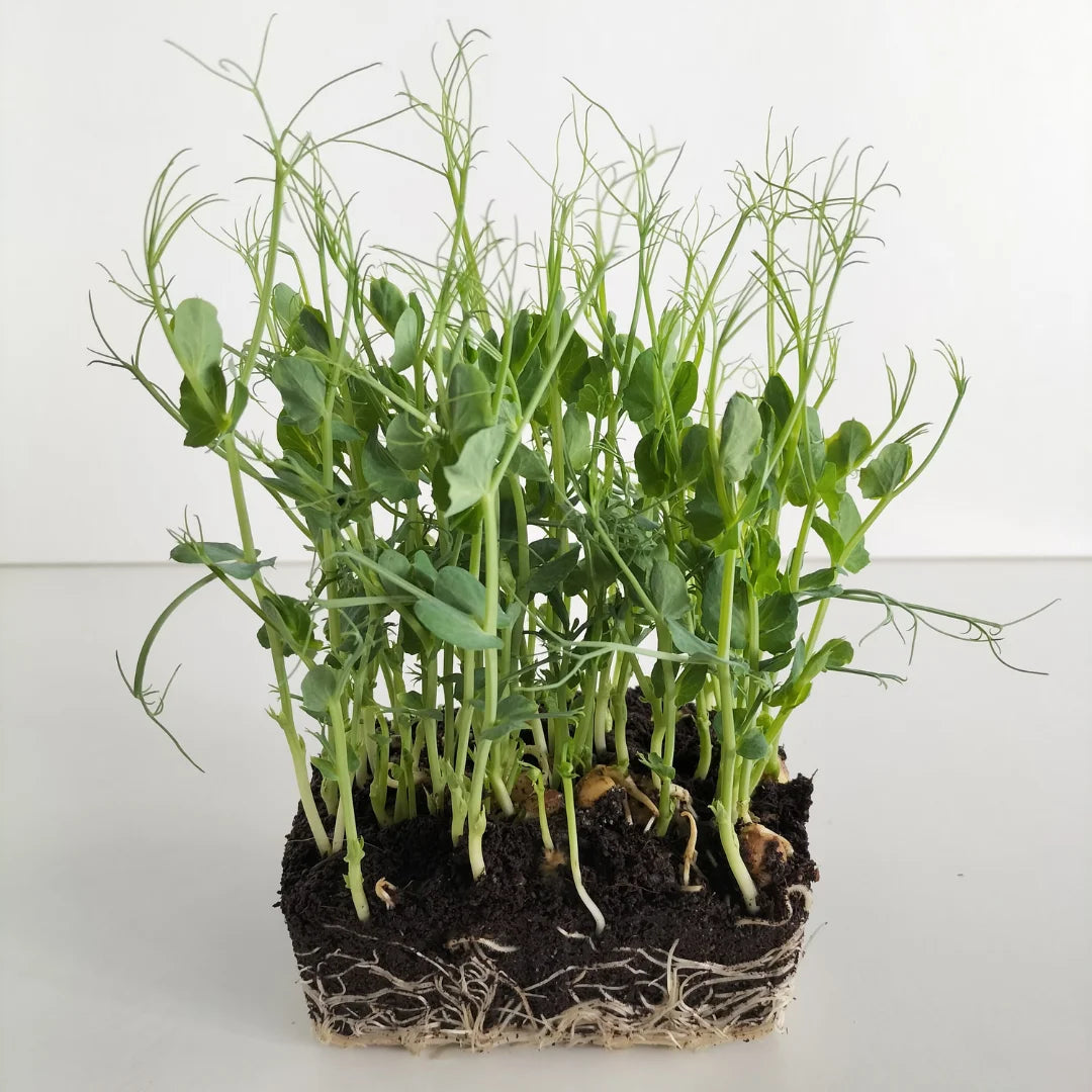 Green Pea Tendrils Organic Microgreen Seed