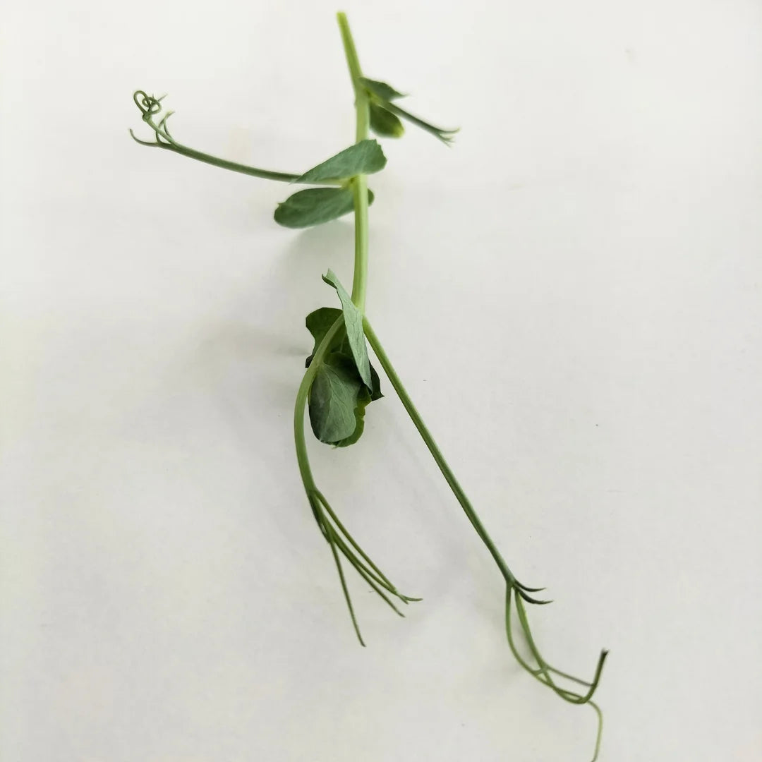 Green Pea Tendrils Organic Microgreen Seed