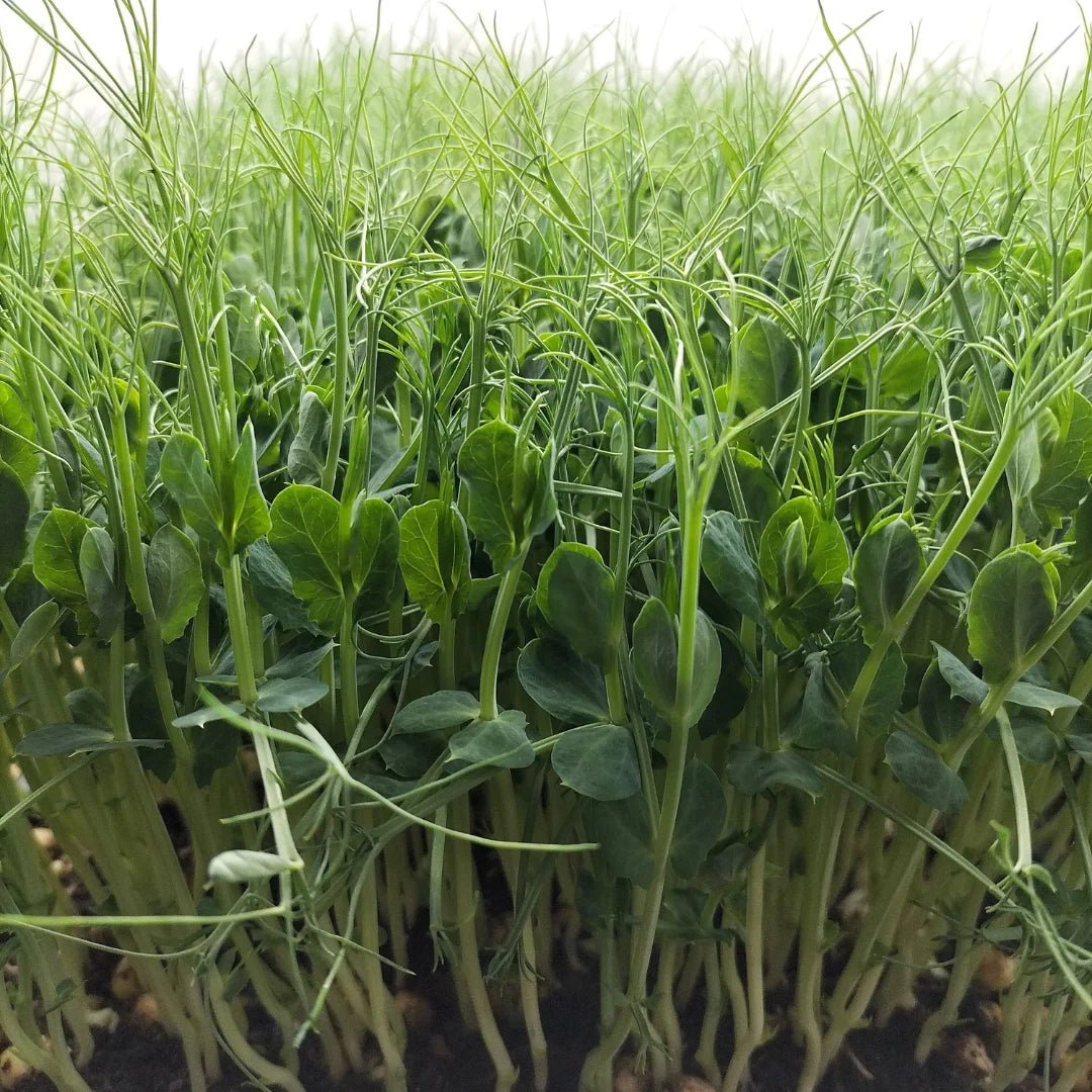 Green Pea Tendrils Organic Microgreen Seed