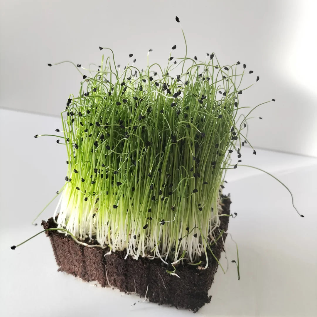 Leek Organic Microgreen Seed