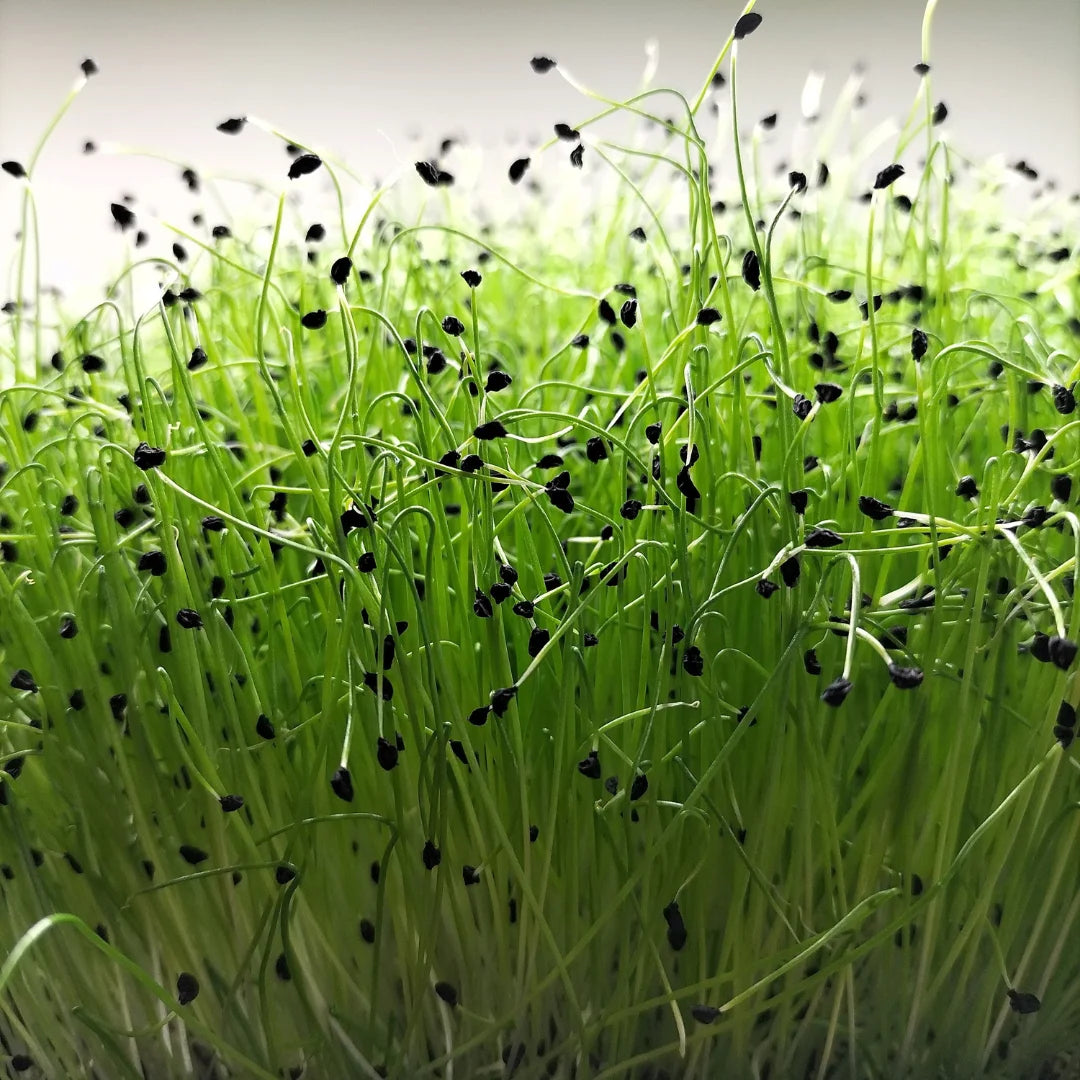 Leek Organic Microgreen Seed