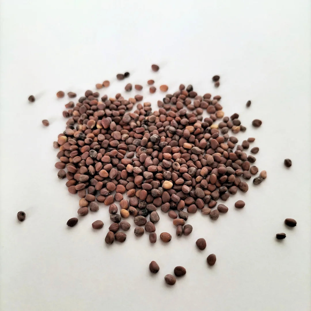 China Rose Radish Organic Microgreen Seed