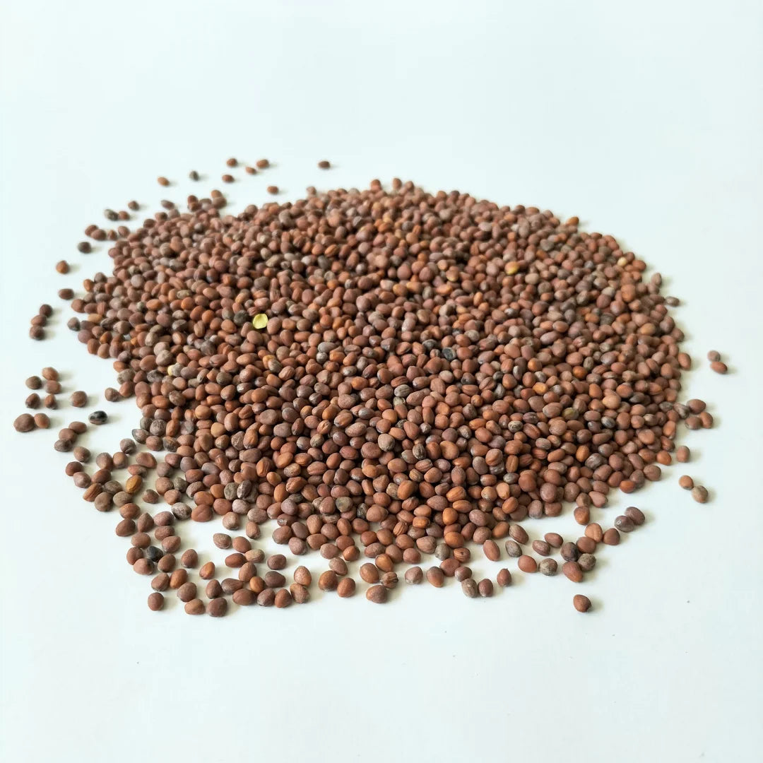 Daikon Radish Organic Microgreen Seed