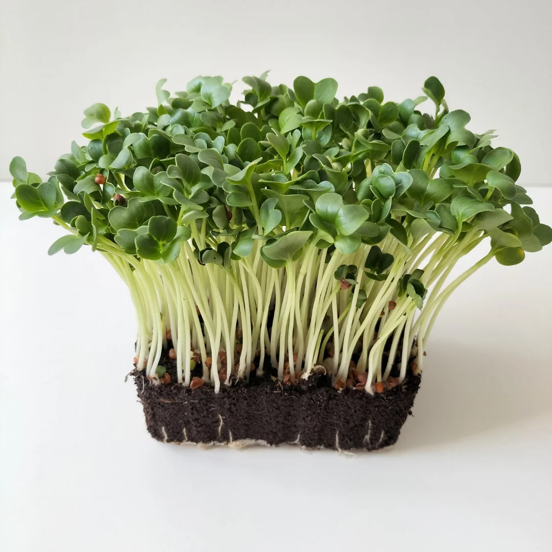 Daikon Radish Organic Microgreen Seed