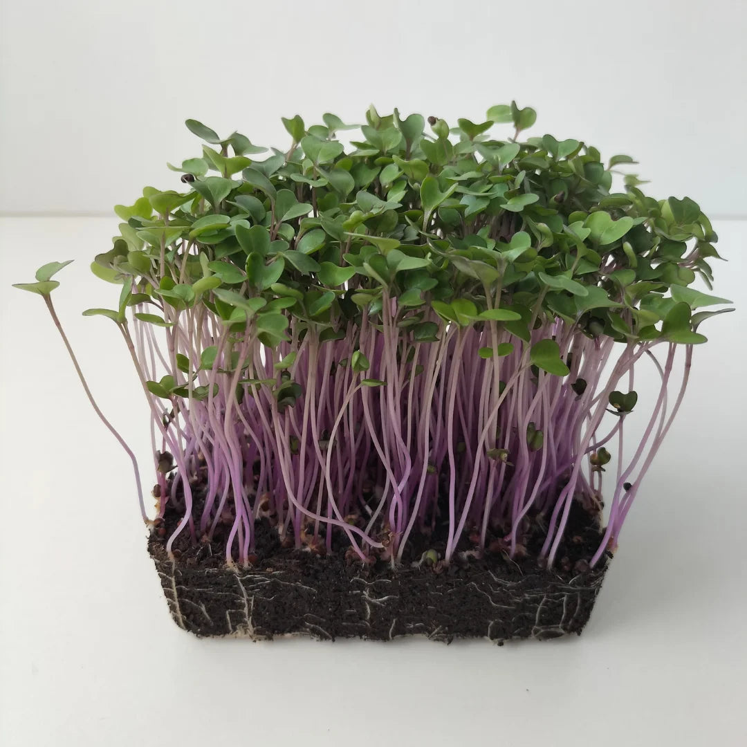 Red Cabbage Organic Microgreen Seed