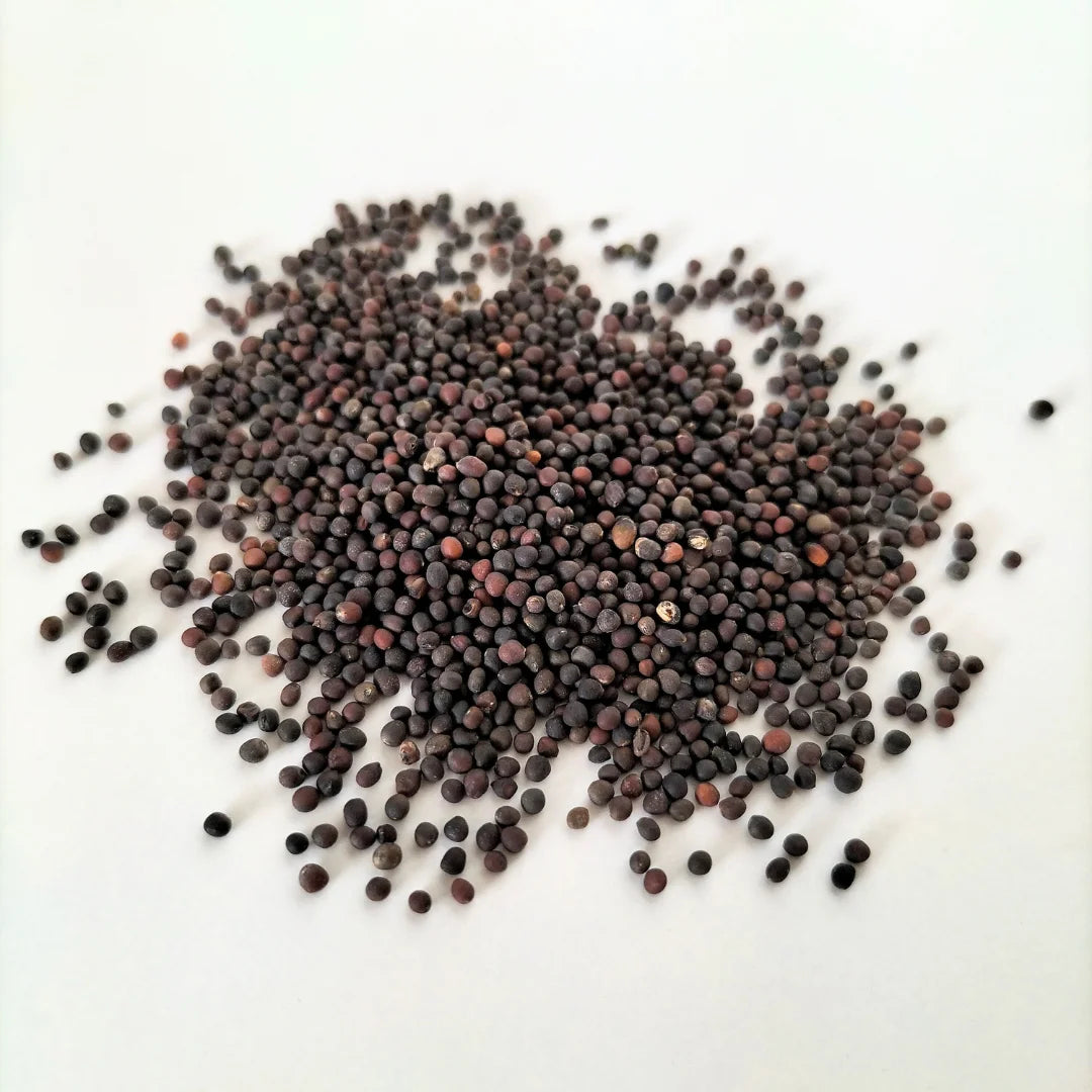 Red Cabbage Organic Microgreen Seed