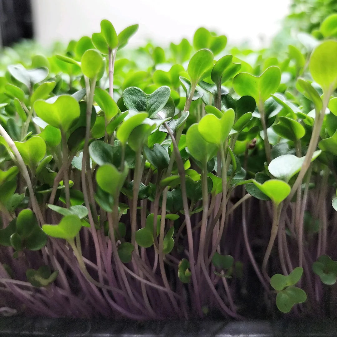 Red Cabbage Organic Microgreen Seed