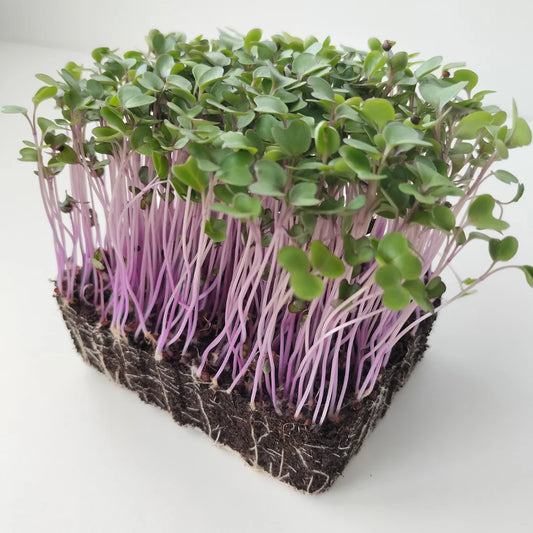 Red Kihlrabi Pink Kale Organic Microgreen Seed