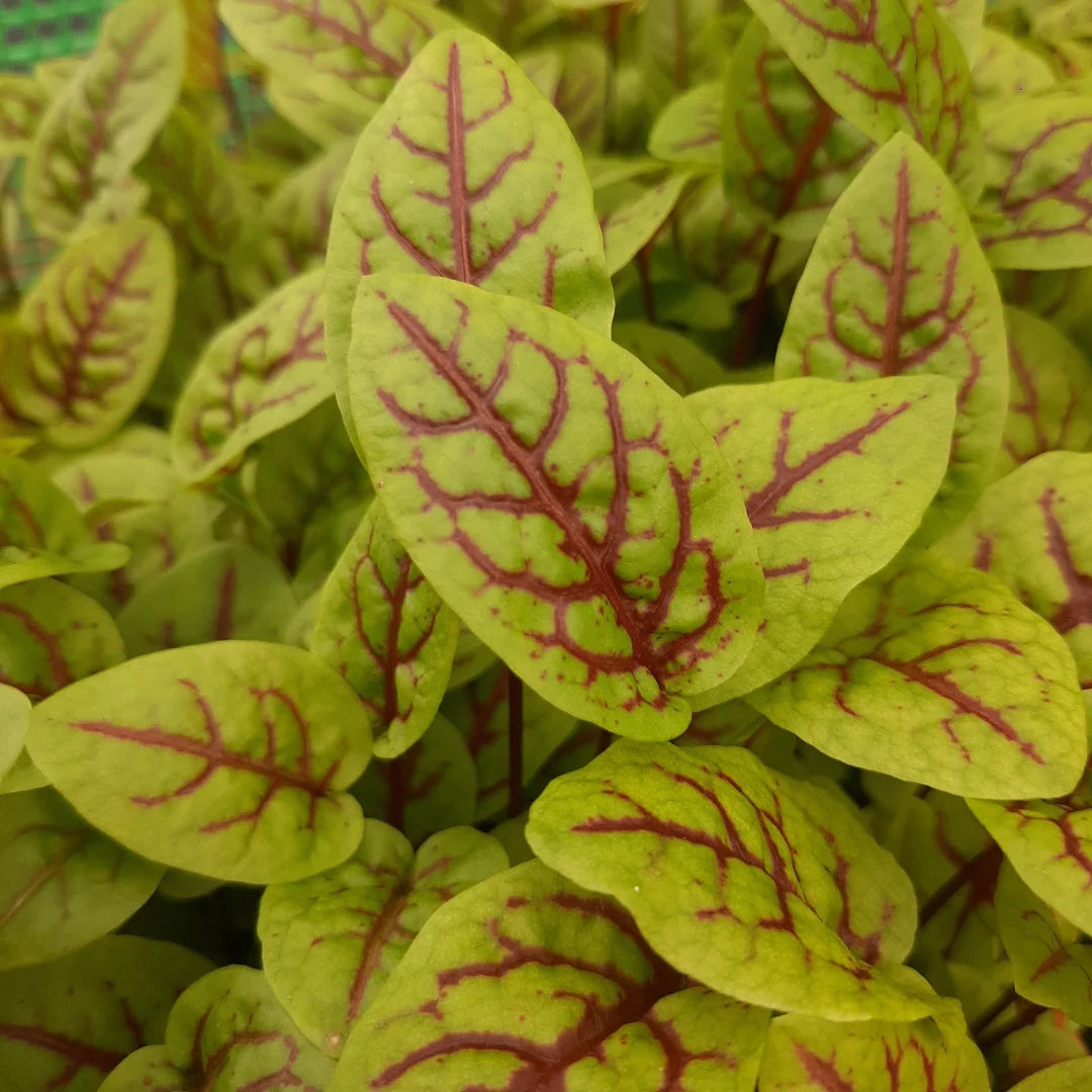 Red Veined Sorrell Organic Microgreen Seed