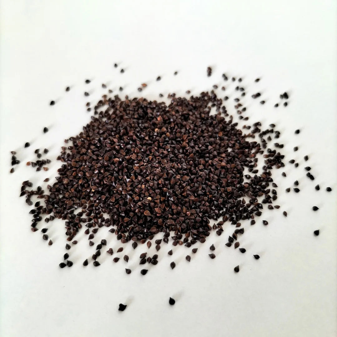 Red Veined Sorrell Organic Microgreen Seed