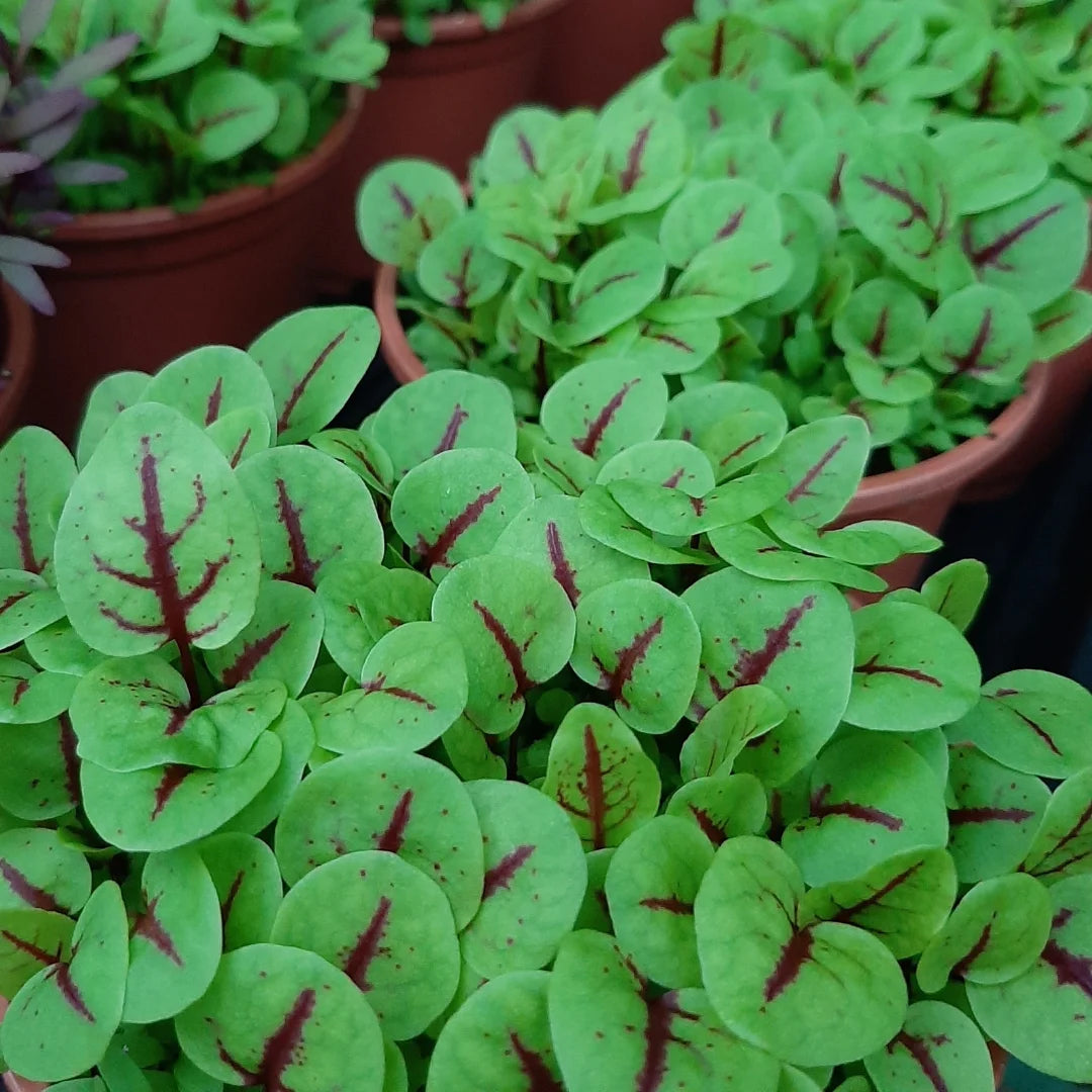 Red Veined Sorrell Organic Microgreen Seed