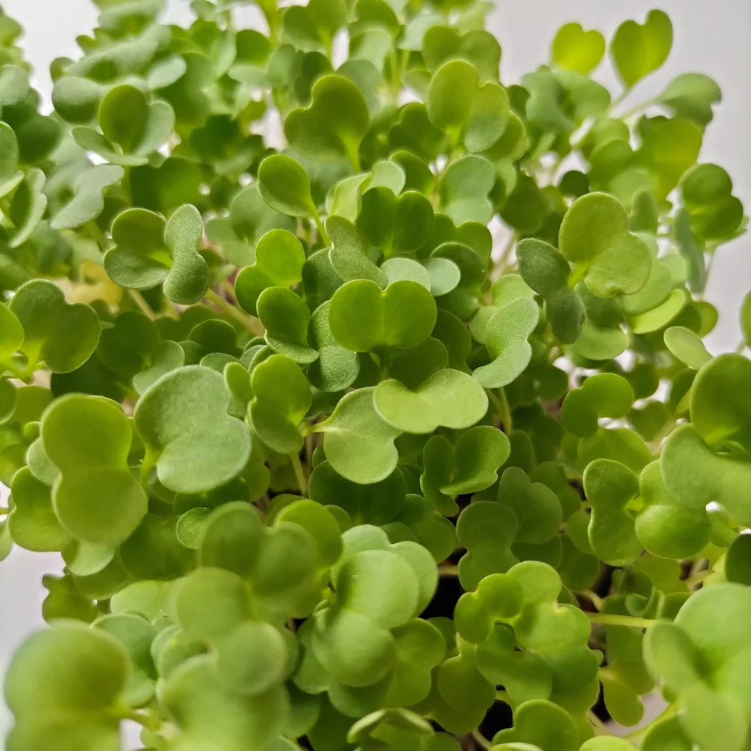 Rocket Organic Microgreen Seed