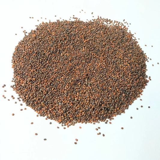 Rocket Organic Microgreen Seed