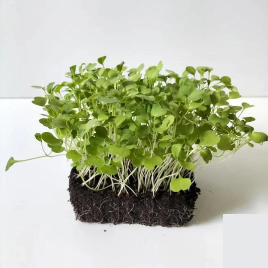 Rocket Organic Microgreen Seed