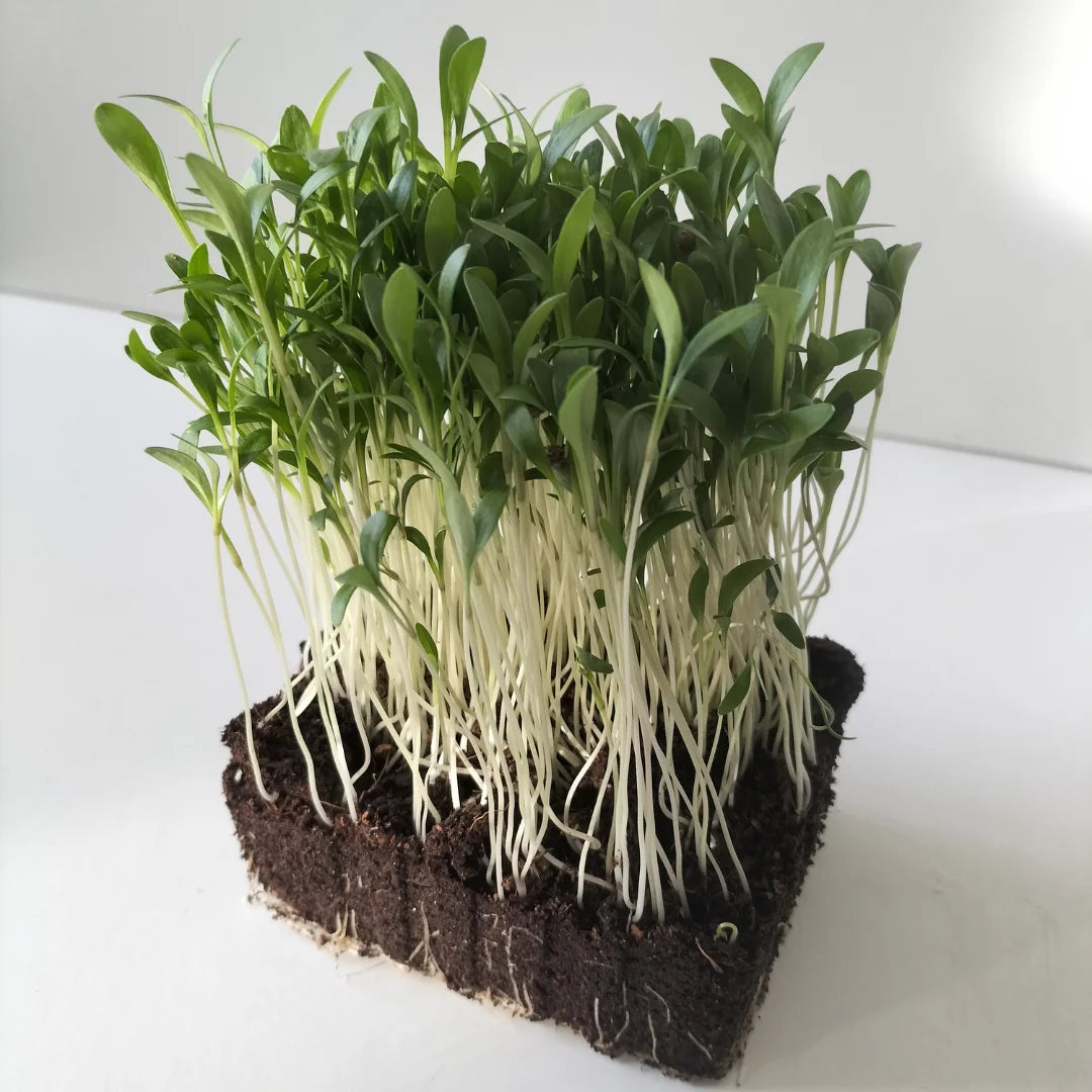 Split Coriander Organic Microgreen Seed