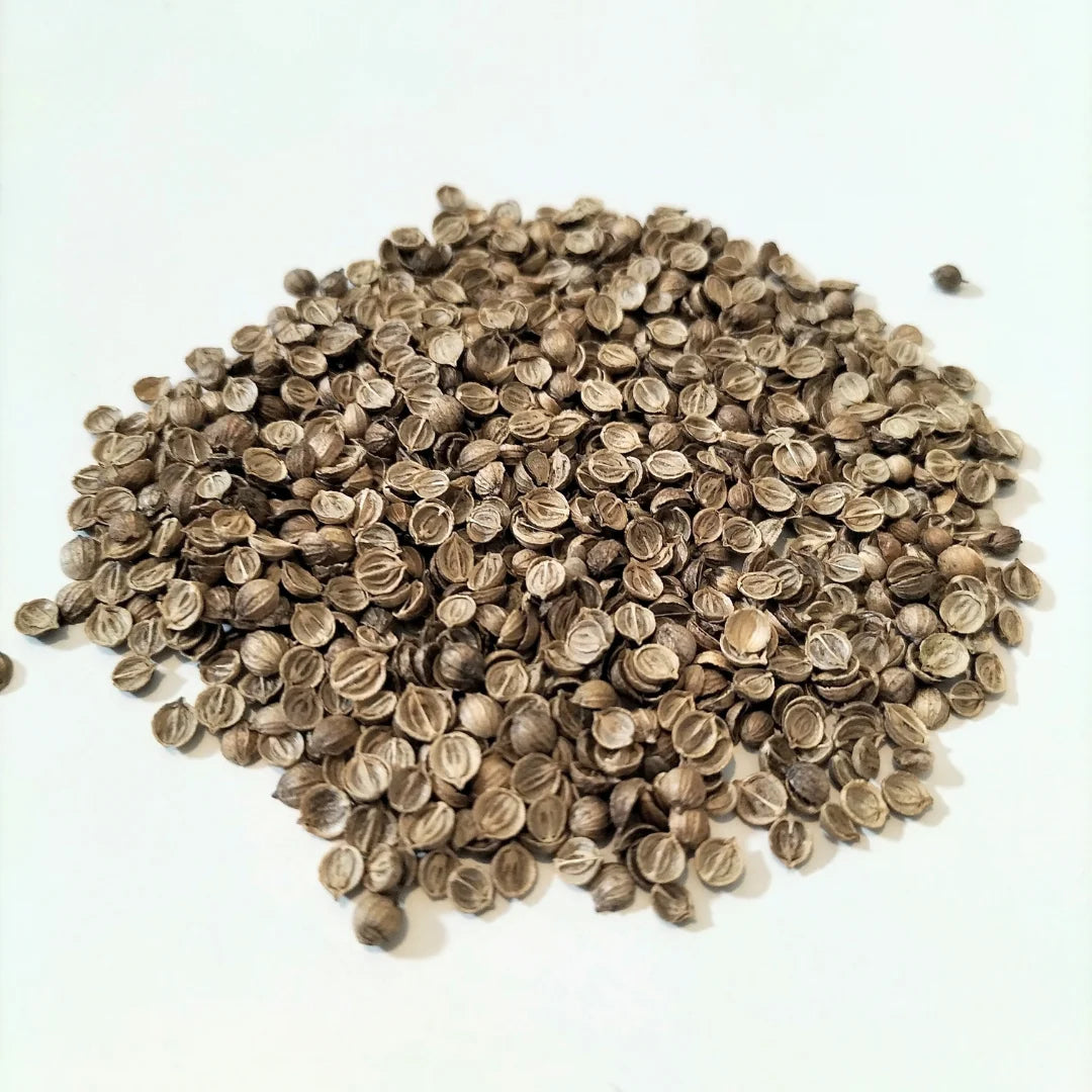 Split Coriander Organic Microgreen Seed