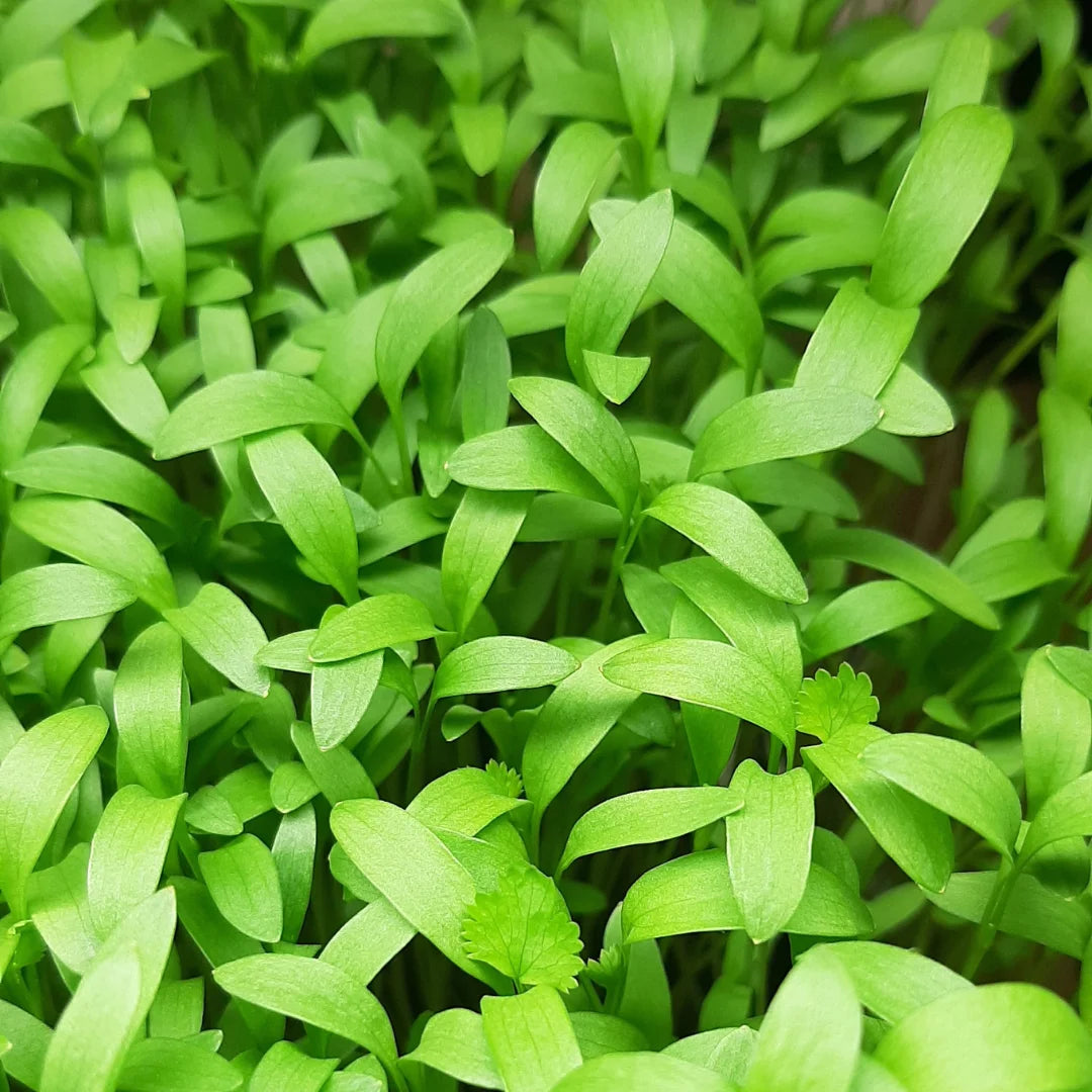 Split Coriander Organic Microgreen Seed