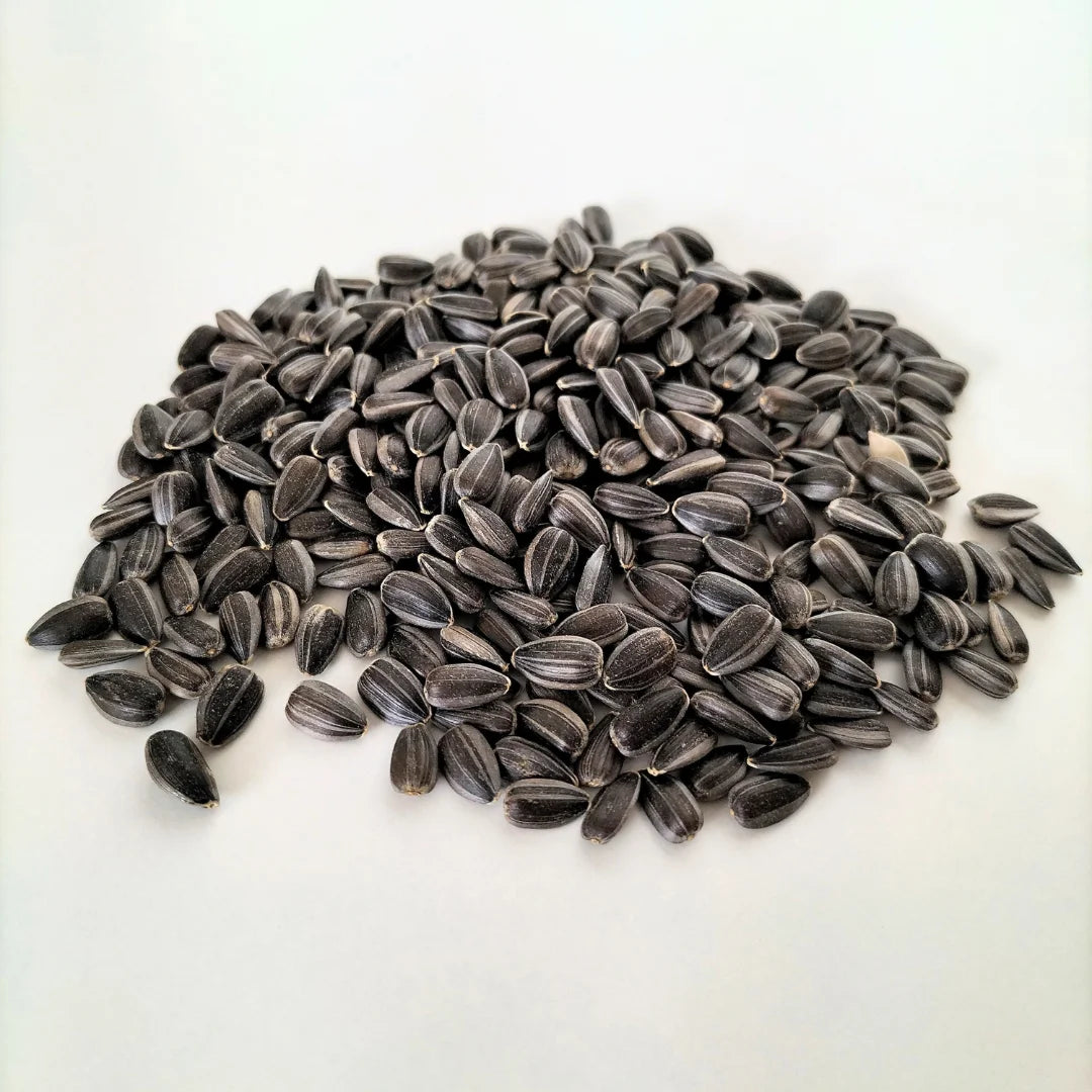 Black Oil Sunflower Organic Microgreen Seed