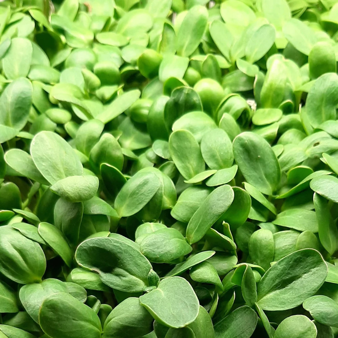 Black Oil Sunflower Organic Microgreen Seed