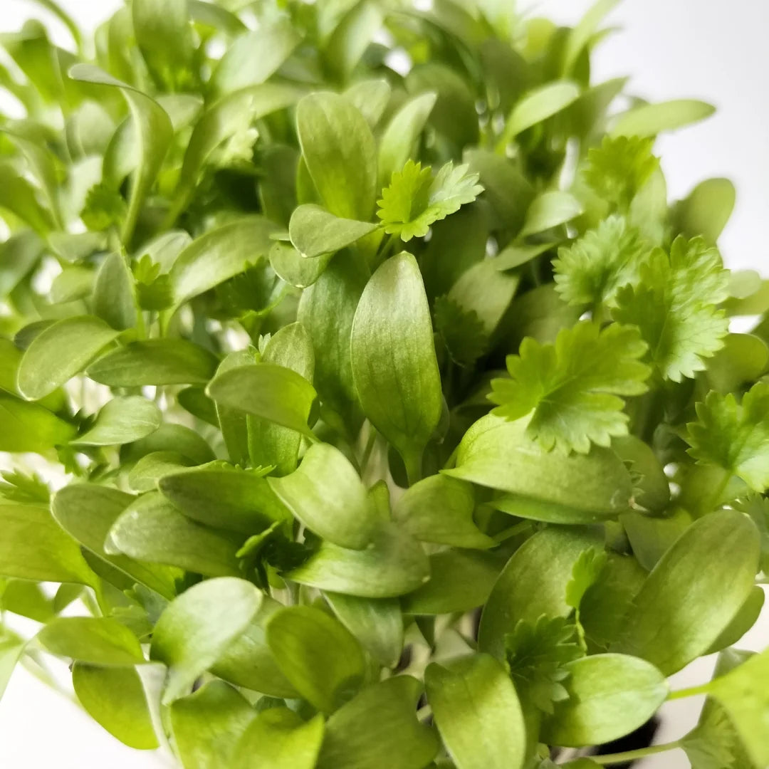 Whole Coriander Organic Microgreen Seed