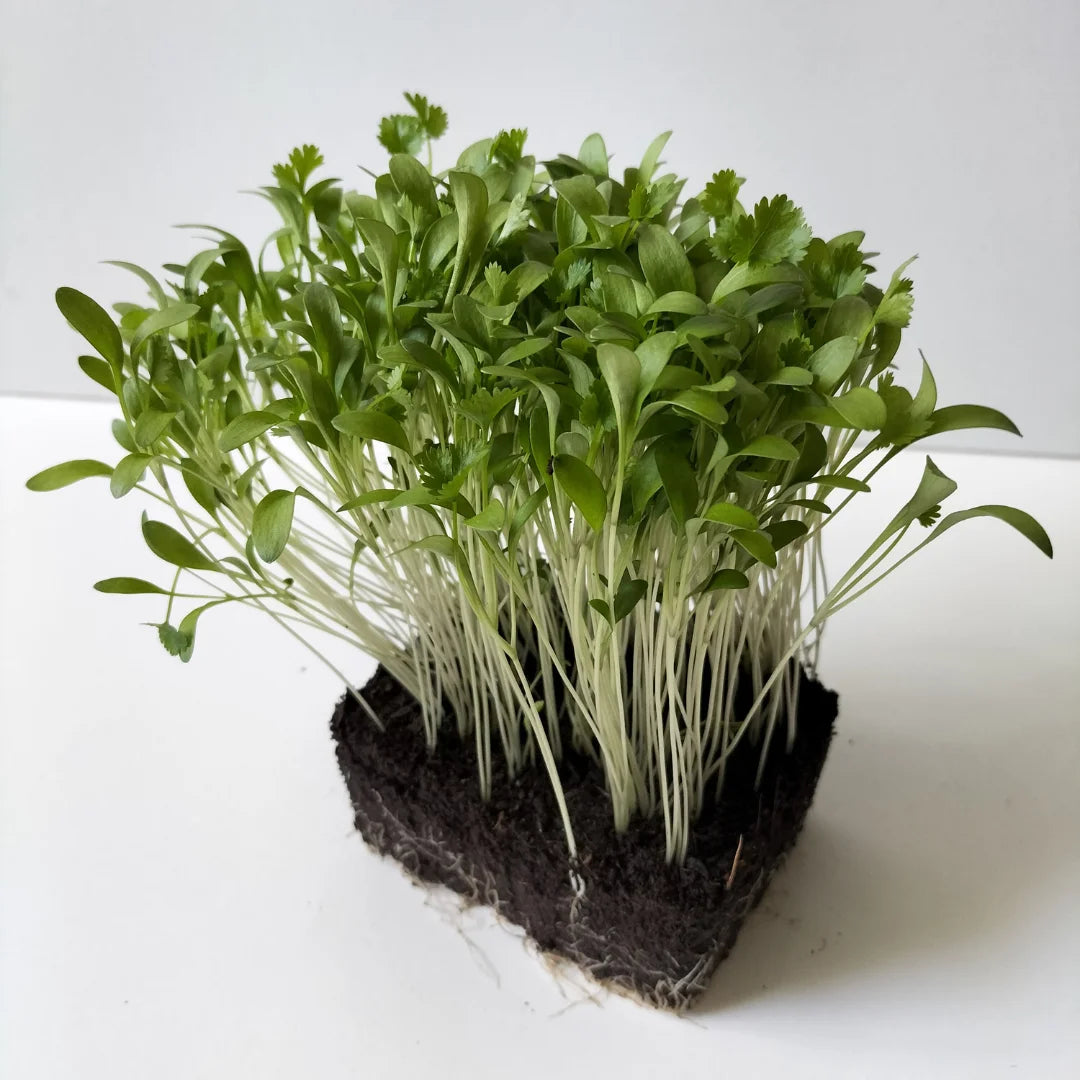 Whole Coriander Organic Microgreen Seed