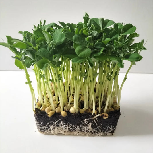 Affila Pea Organic Microgreen Seed