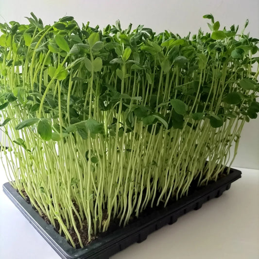 Speckled Pea Organic Microgreen Seed