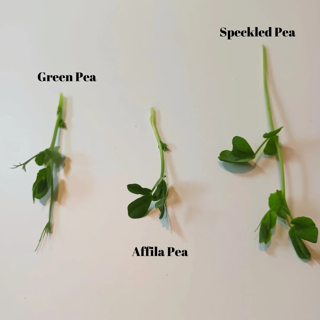 Affila Pea Organic Microgreen Seed