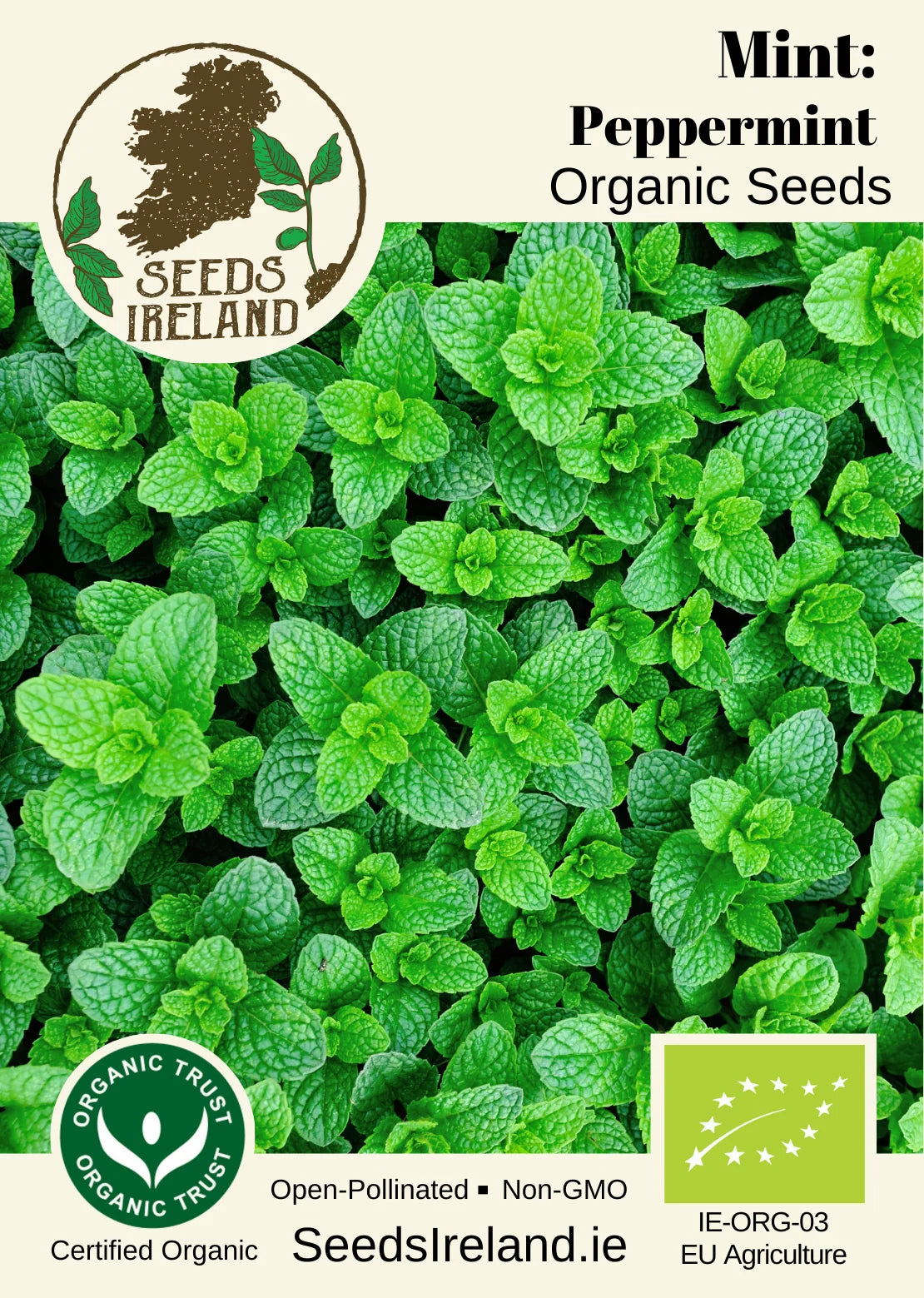 Mint: Peppermint Organic Seed