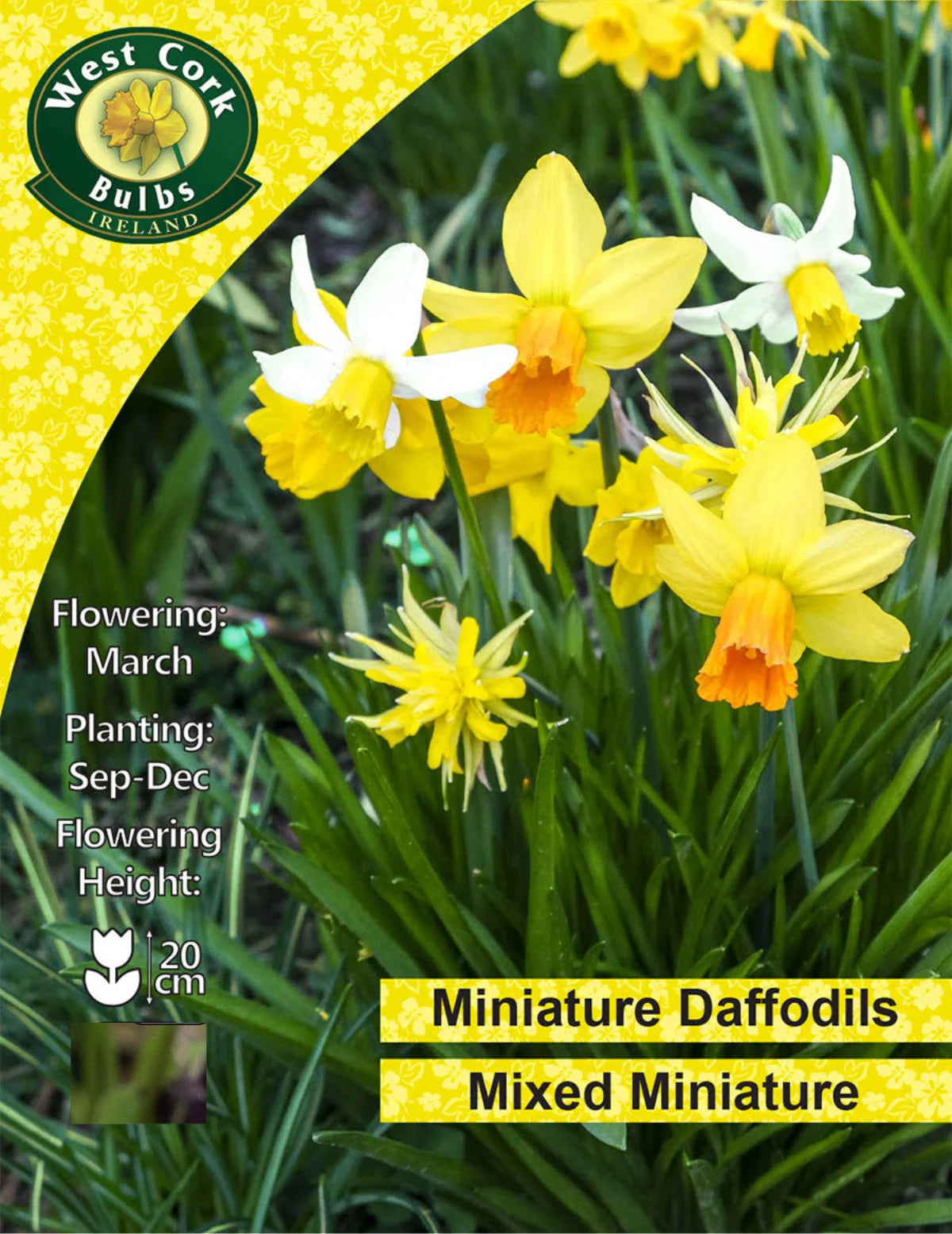 Dwarf Mixed Daffodil Bulbs Ireland Small Packs & Bulk Available