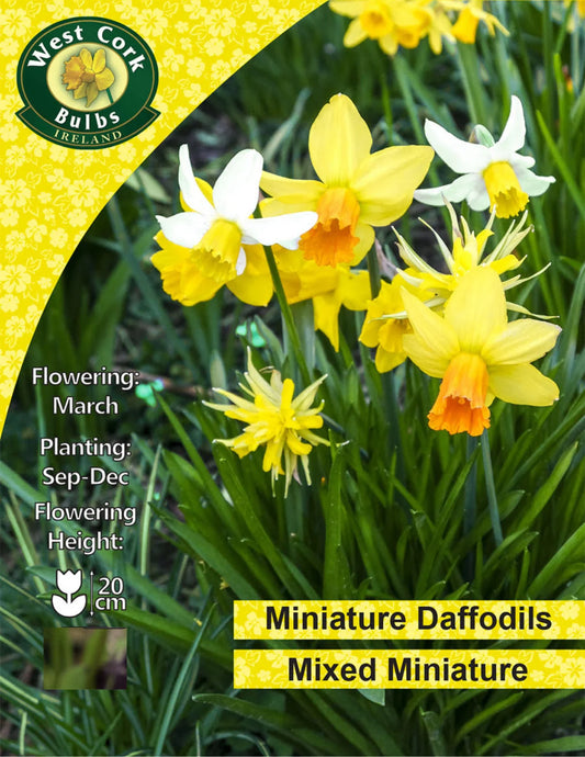 Mixed Dwarf Daffodils