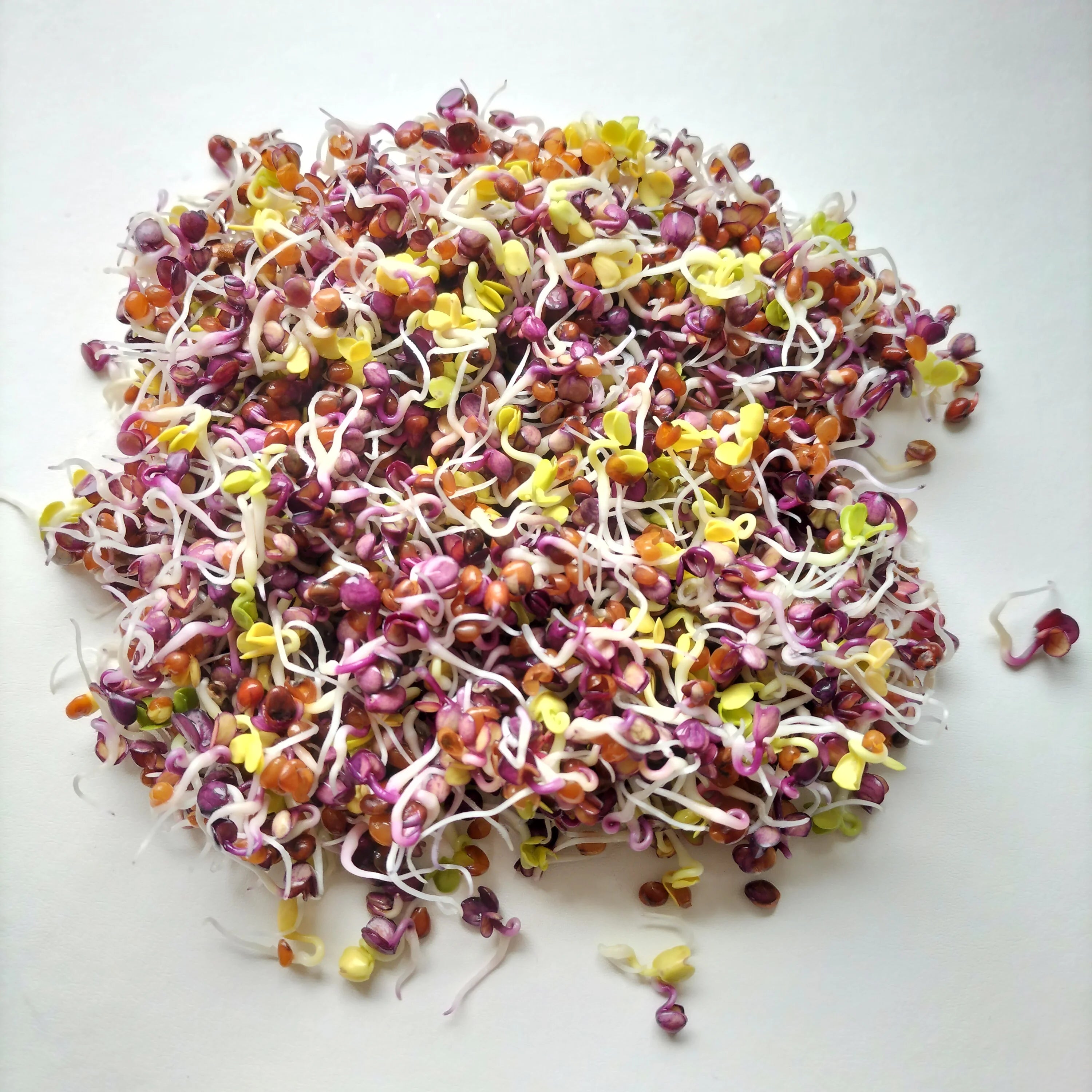 Mixed Radish Sprouting Seed | Organic | Seeds Ireland