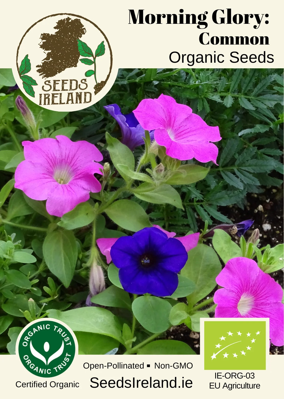 Morning Glory: Common Organic Seed