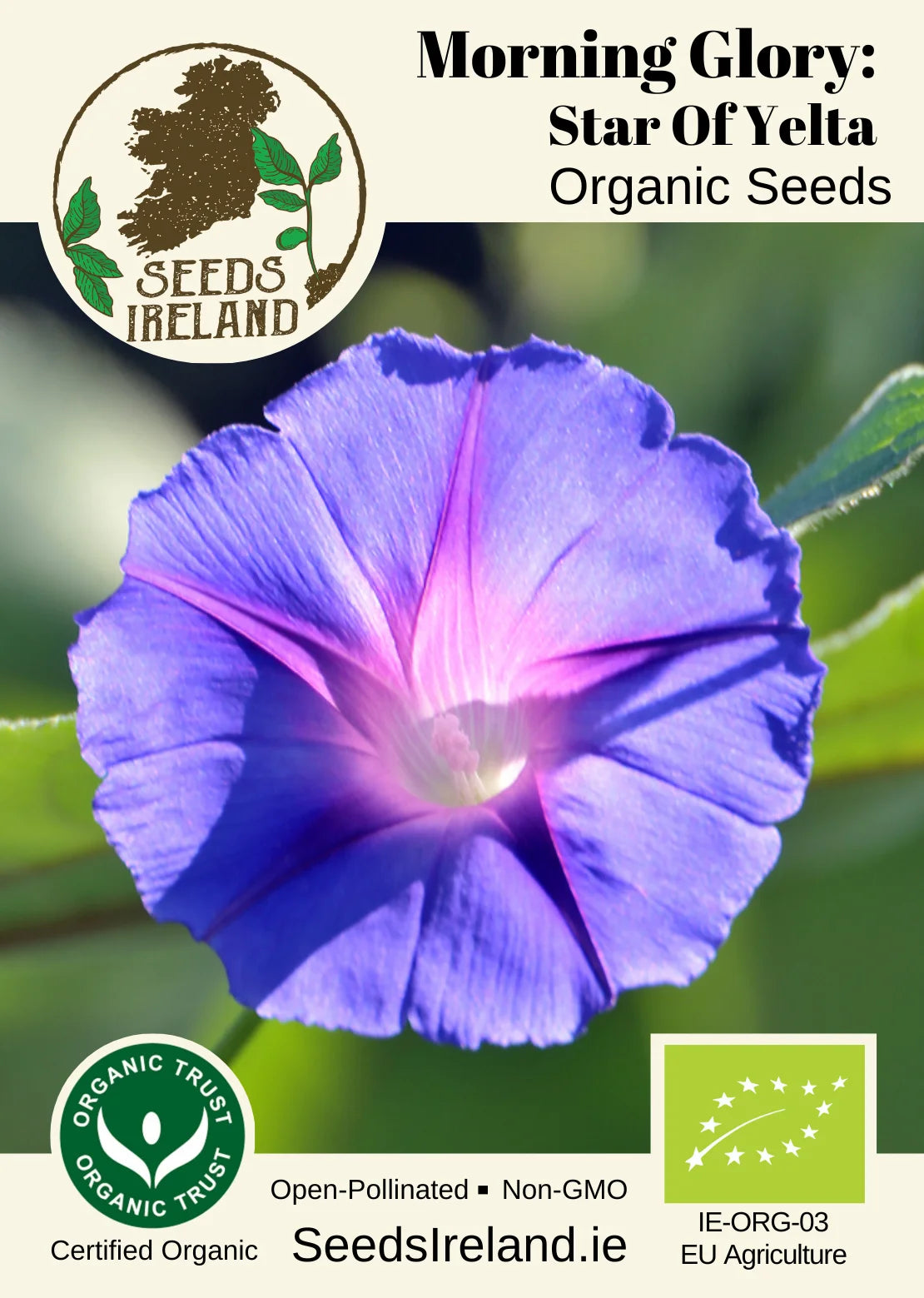 Morning Glory: Star of Yelta Organic Seed