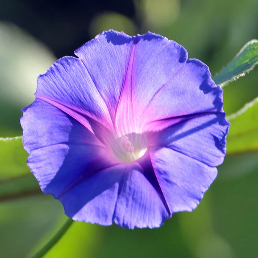 Morning Glory Star of Yelta