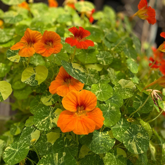 Nasturtium Alaska