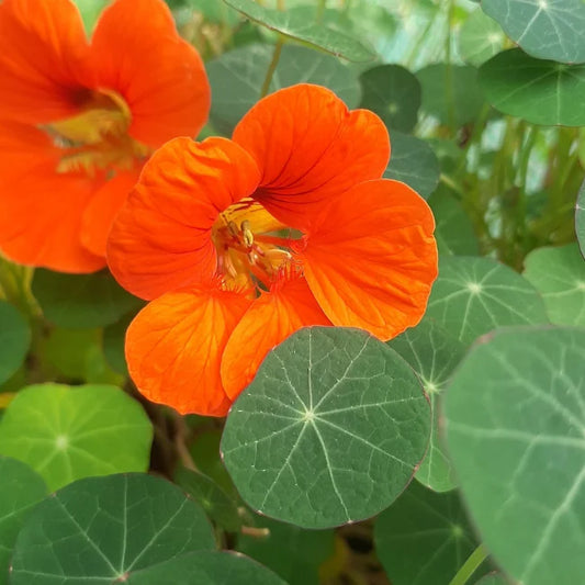 Nasturtium Empress of India