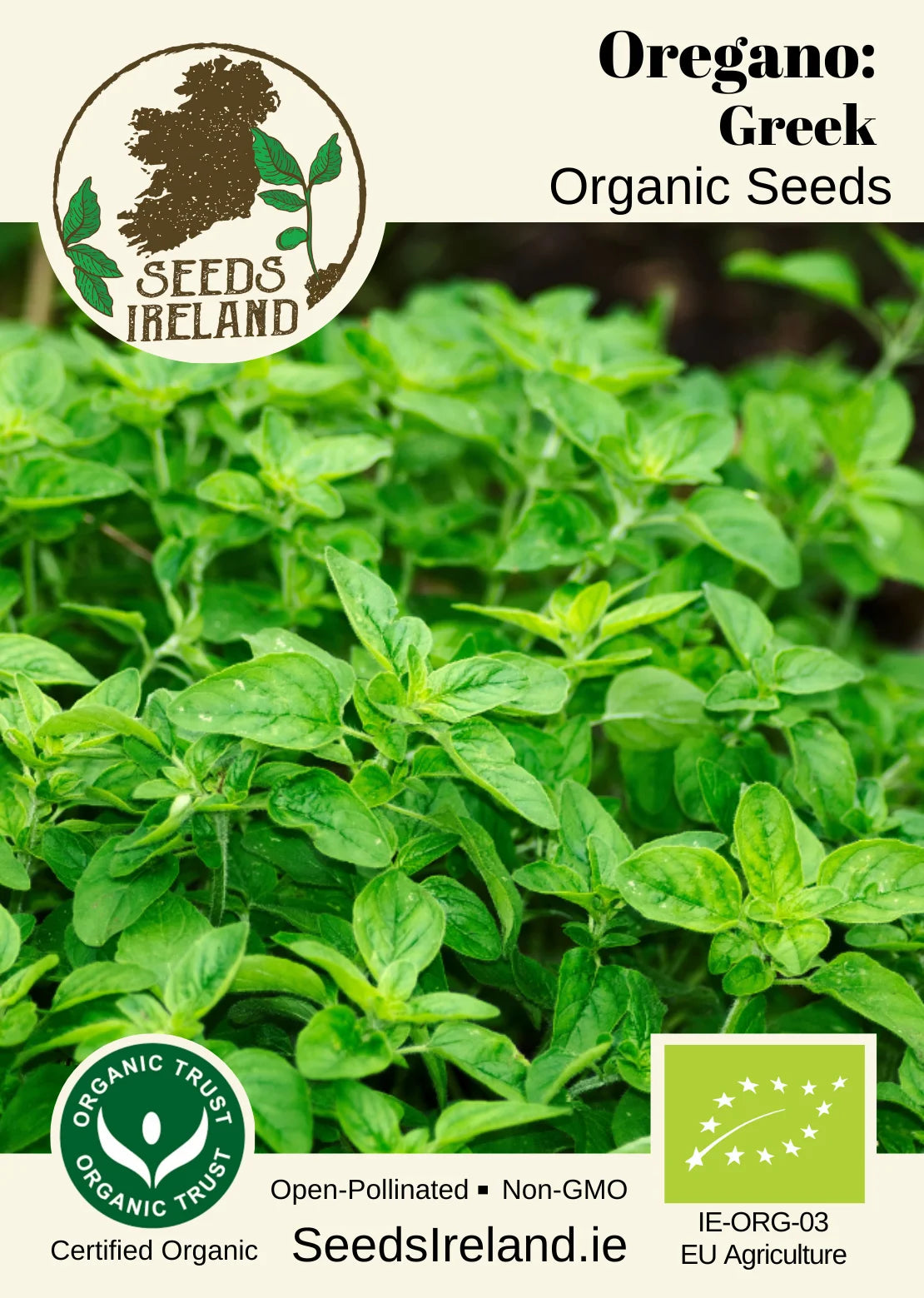 Oregano: Greek Organic Seed