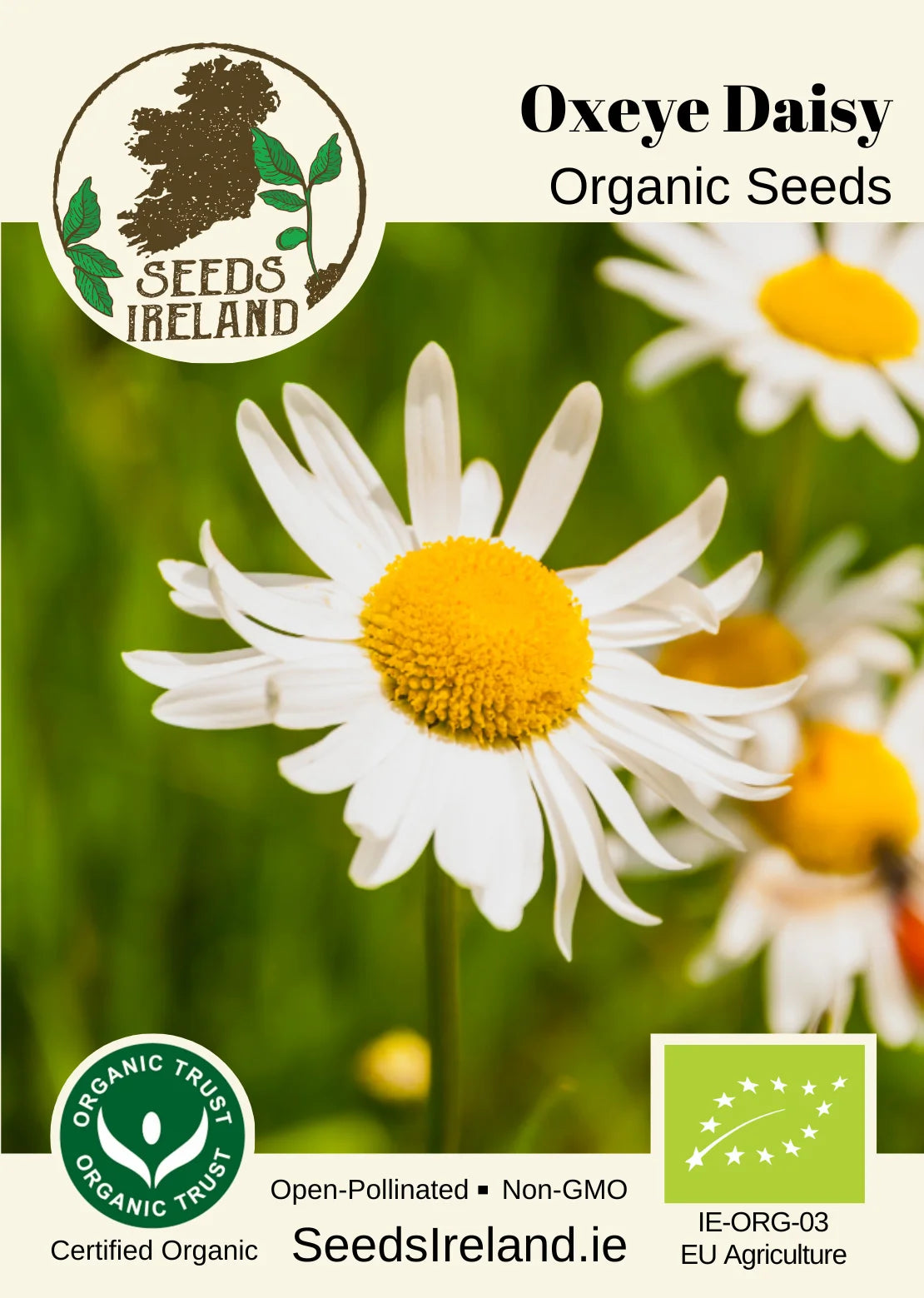 Oxaye Oxeye Daisy Seeds Ireland | Organic Leucanthemum vulgare Flower Seeds