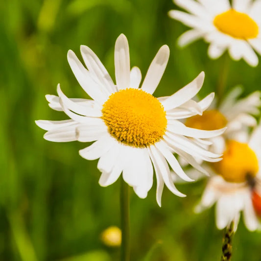 Oxeye Daisy