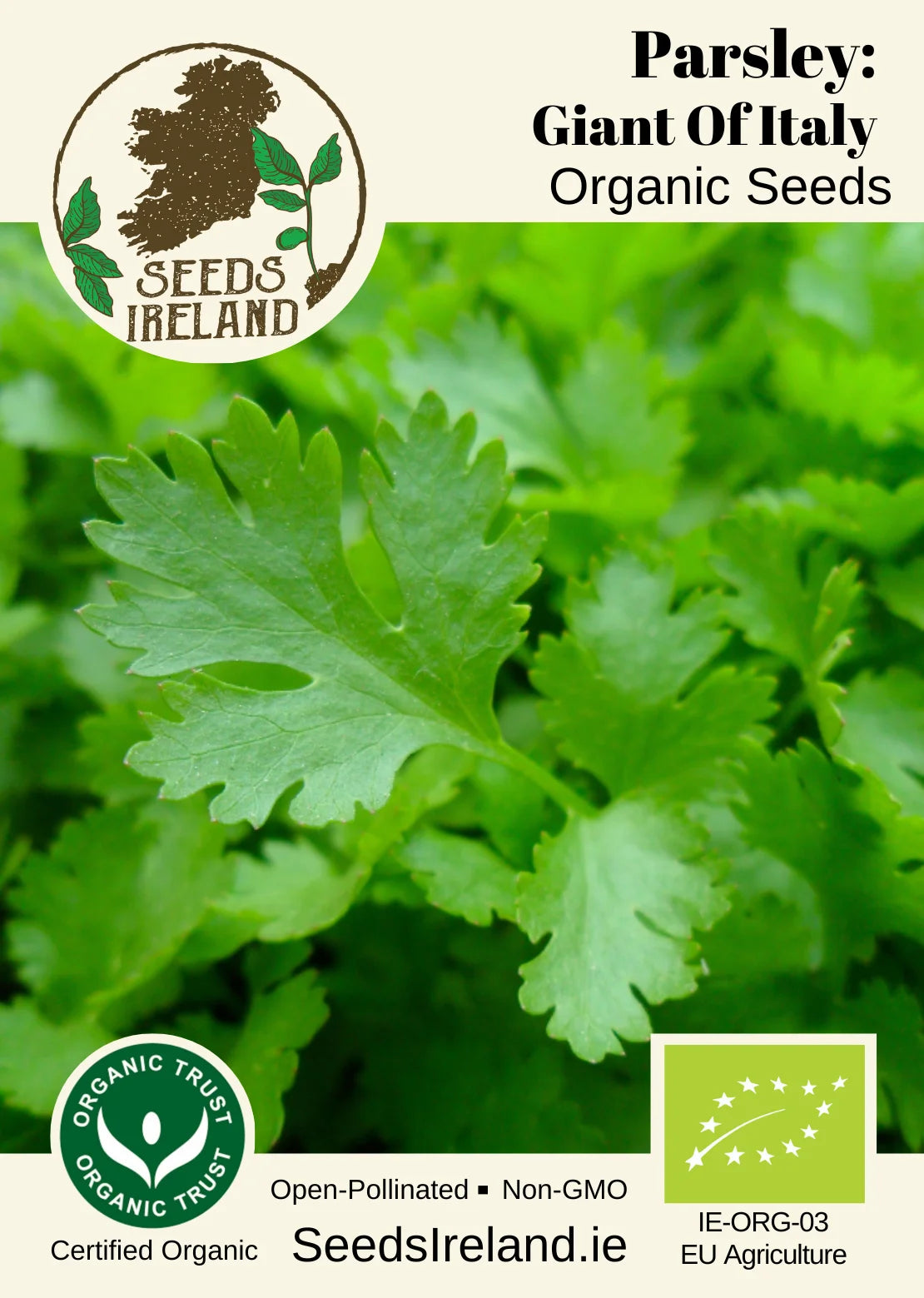 Parsley: Giant Of Italy Organic Seed