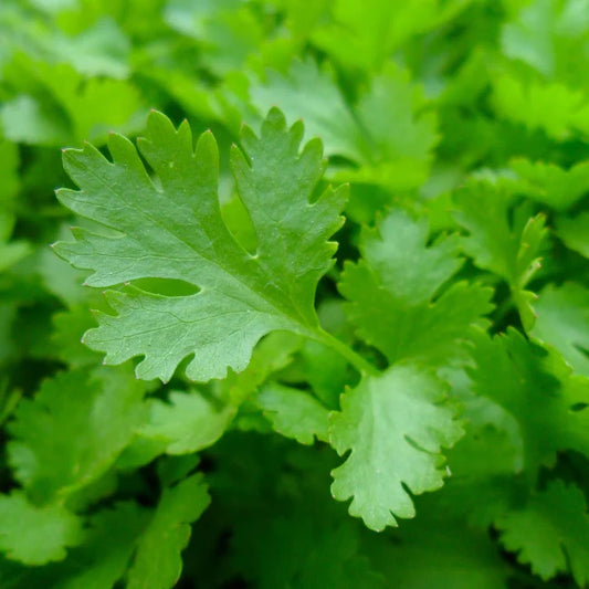 Parsley Giant Of Italy