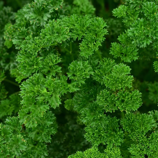 Parsley Moss Curled Square