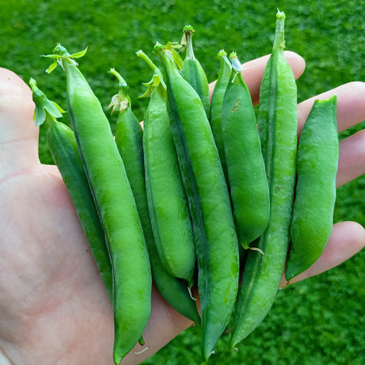 Pea: Kelvedon Wonder Organic Seed