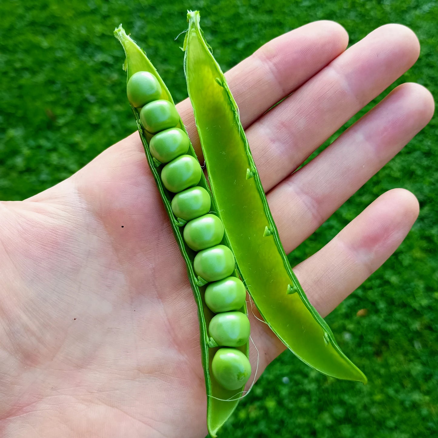 Pea: Kelvedon Wonder Organic Seed